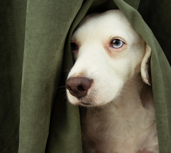Ljudrädsla hund hundpsykolog Urban dogs