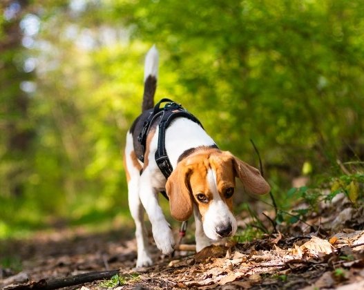 spårkurs beagle-Urban dogs