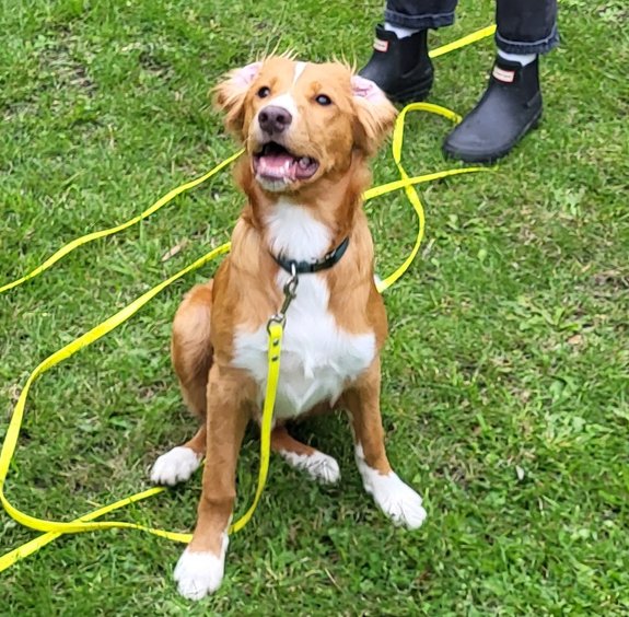 spårkurs beagle-Urban dogs