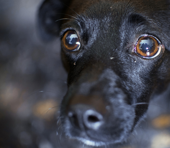 Ljudrädsla Träning Hundpsykolog Urban dogs